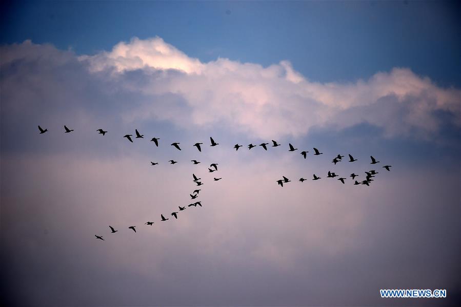 Migrant birds fly over Xingkai Lake Natural Reserve in NE China