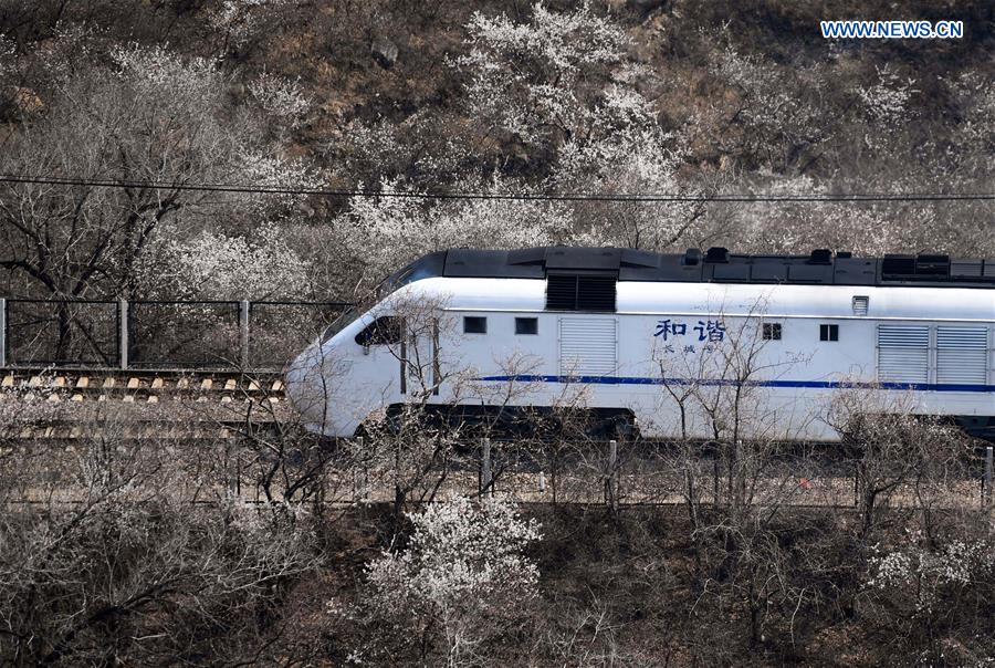 Train runs amid flowers near Juyongguan Pass in Beijing