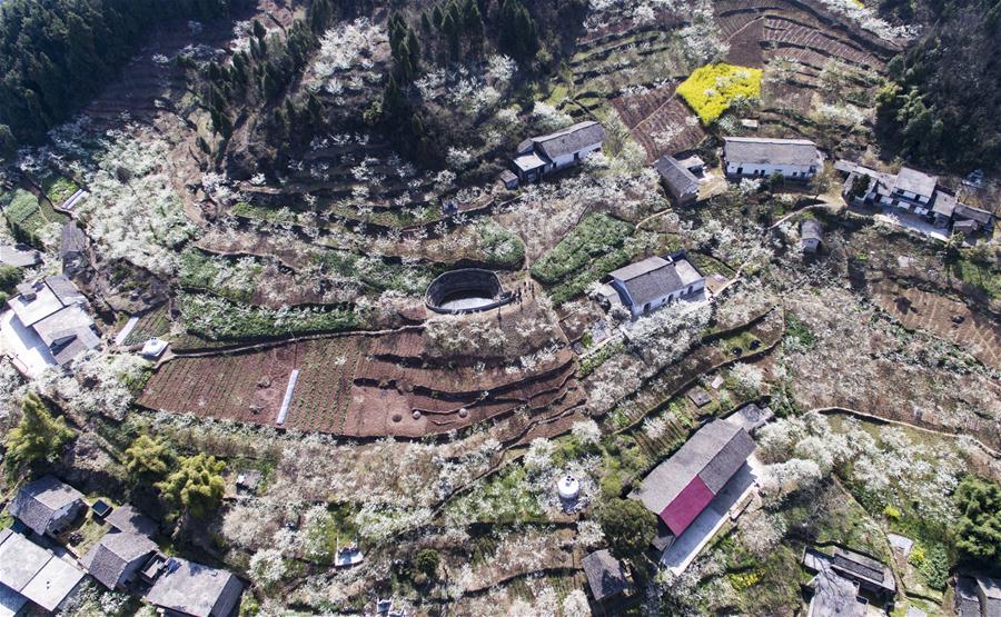 In pics: Scenery of plum flowers around China