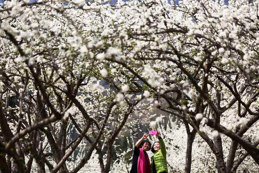 In pics: Scenery of plum flowers around China