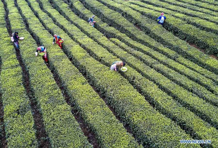 Farmers harvest tea leaves to produce Mingqian tea in SW China