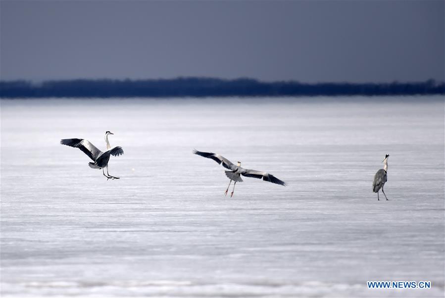 Migratory birds rest on Xingkai Lake on way back to north