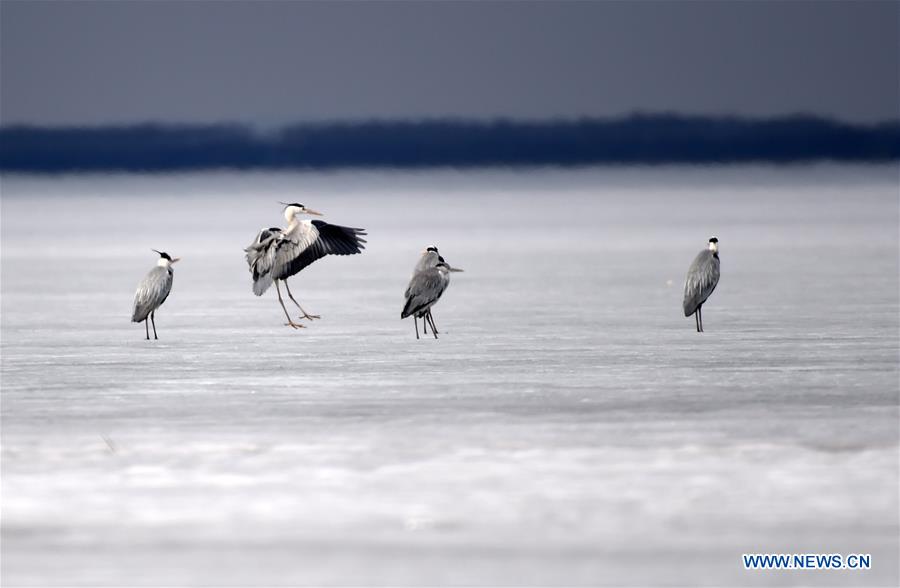 Migratory birds rest on Xingkai Lake on way back to north