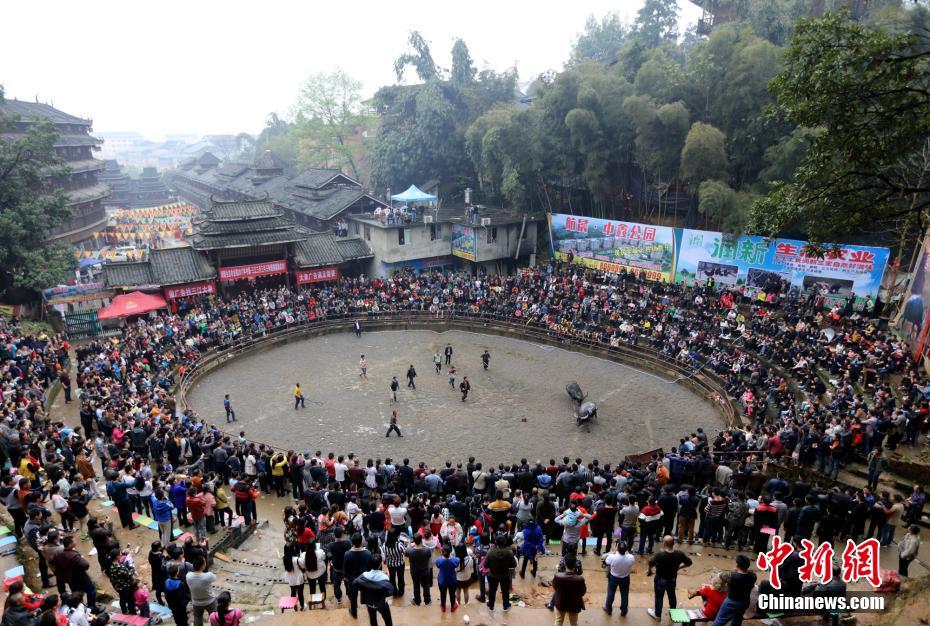 Traditional Dong ethnic minority bullfight staged in Guangxi
