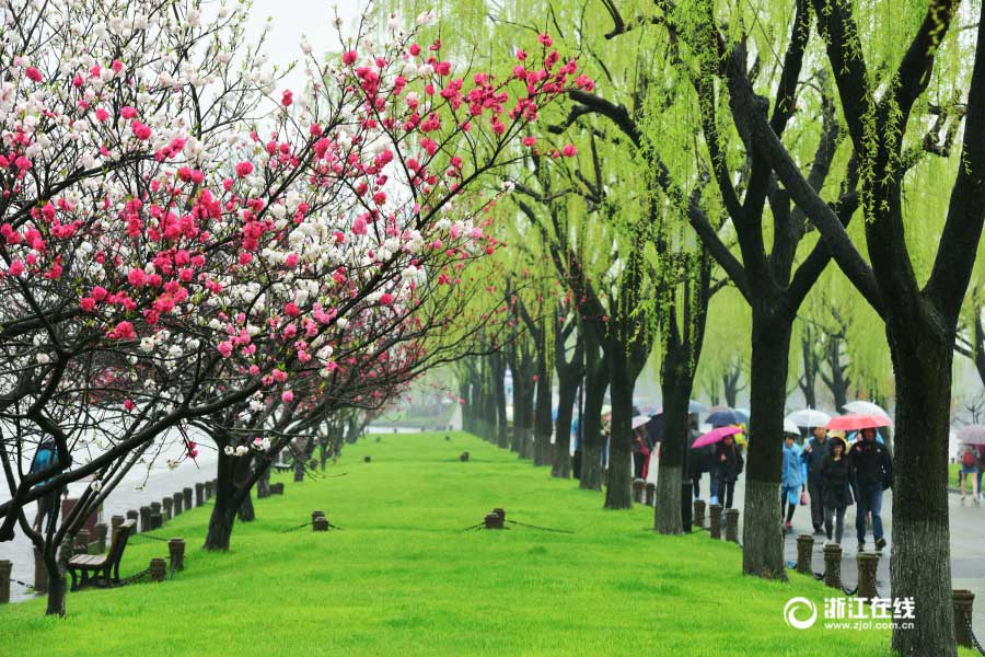 Spring arrives in Hangzhou