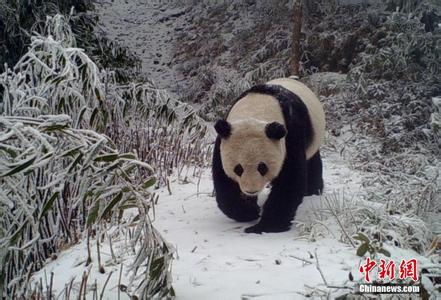 Panda's death renews debate over reintroduction program