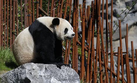 Giant pandas live in western Belgium