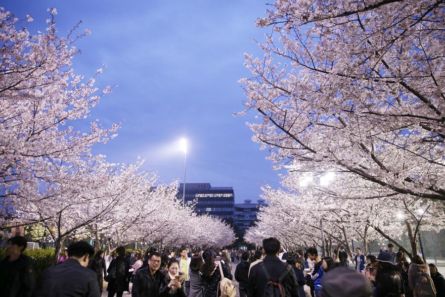 Cherry blossoms turn Tongji University must-see site