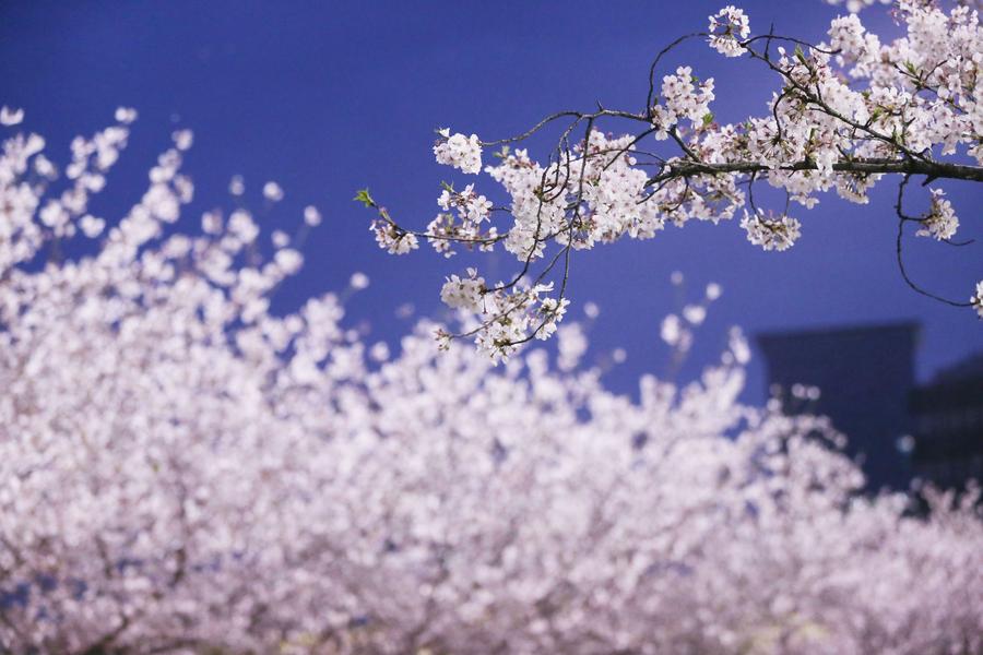 Cherry blossoms turn Tongji University must-see site