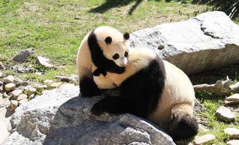 Panda cub makes debut in Madrid