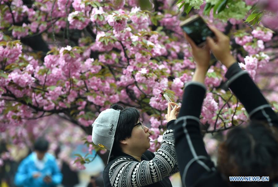 Tourists view cherry flowers in E China's Hefei 
