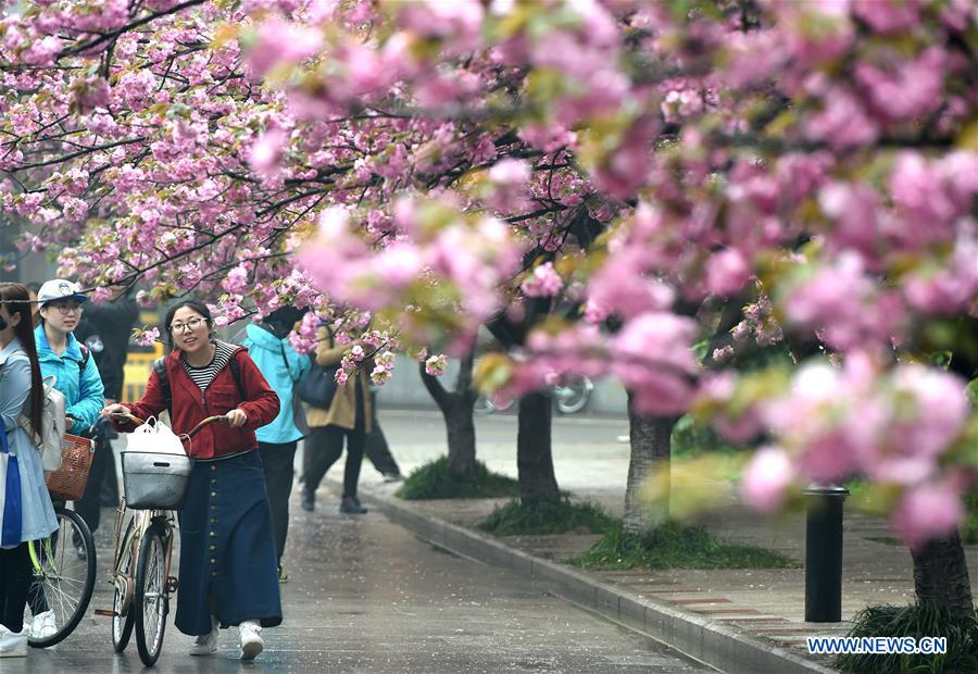 Tourists view cherry flowers in E China's Hefei 