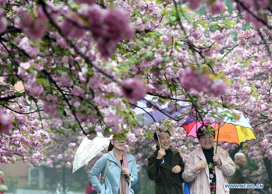Tourists view cherry flowers in E China's Hefei 