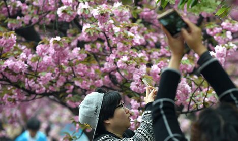 Tourists view cherry flowers in E China's Hefei