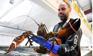 How Chinese gave new life to Maine lobsters