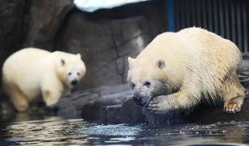 Park in Hubei offers chance to "scoop poop" in Polar Bears experience