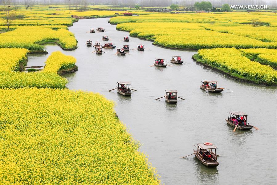 Tourists enjoy scenery of cole flowers on boats in east China's Jiangsu 
