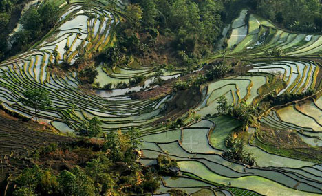Scenery of Hani terraced fields in SW China