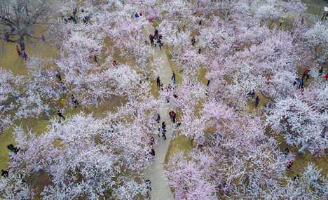 Peach blossoms attract local residents in Hohhot