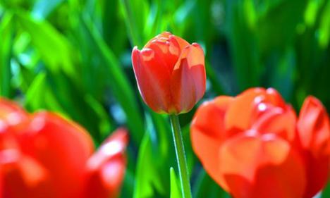 Tulip flowers in full blossom in Shijiazhuang