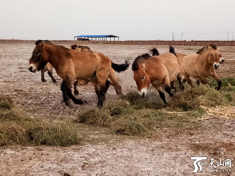 China to reintroduce Przewalski's horses from Europe