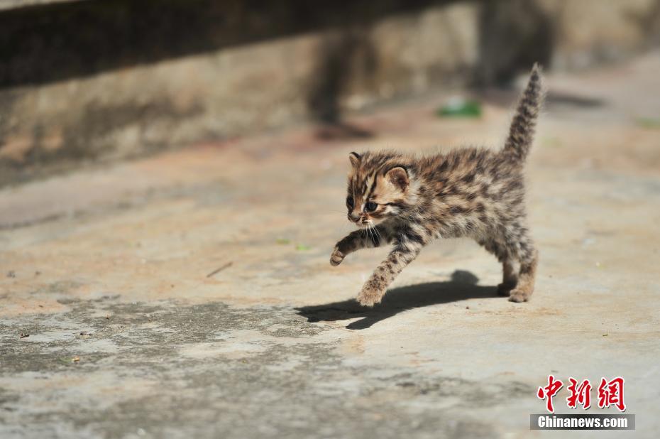 A pair of cute leopard cubs spotted at Yunnan Safari Park