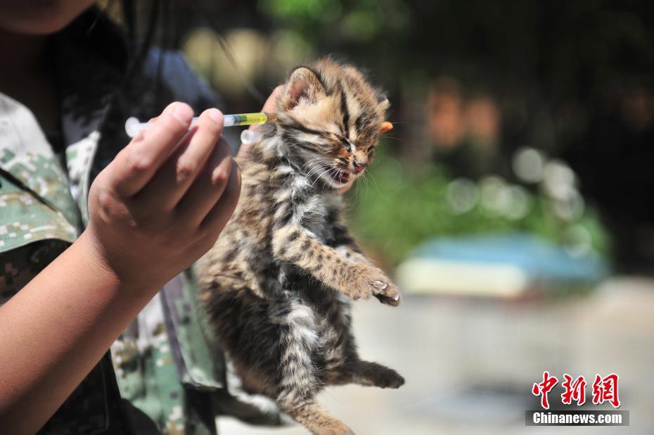 A pair of cute leopard cubs spotted at Yunnan Safari Park