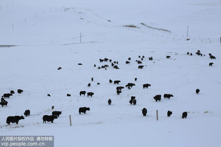 Yaks scout for grass on snow-covered Gansu ranch