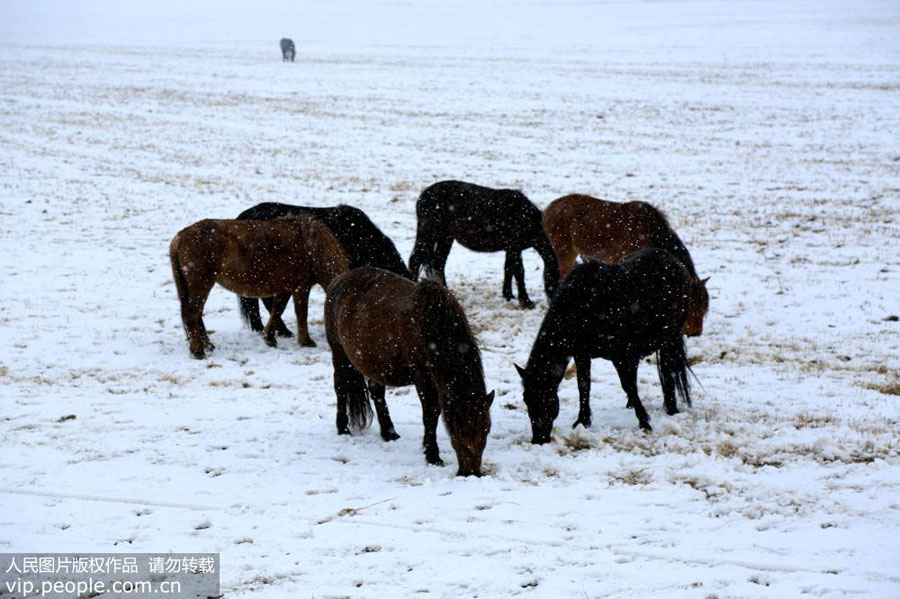 Yaks scout for grass on snow-covered Gansu ranch