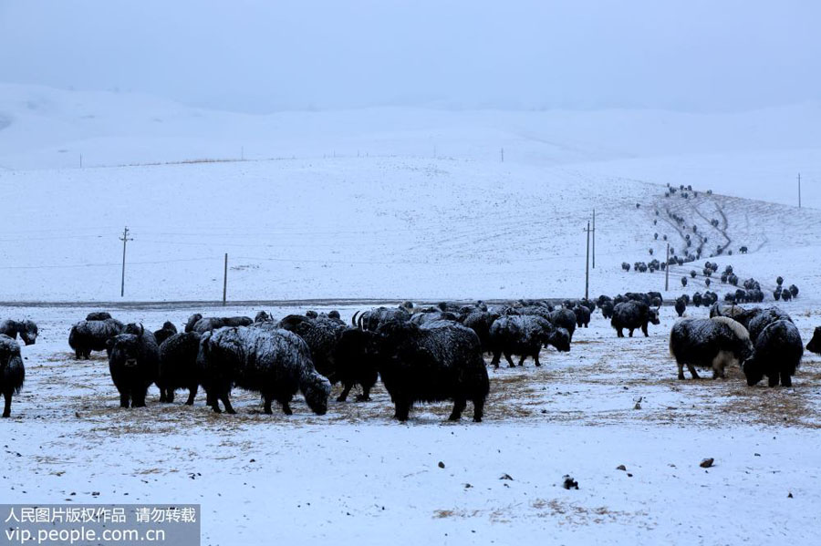 Yaks scout for grass on snow-covered Gansu ranch