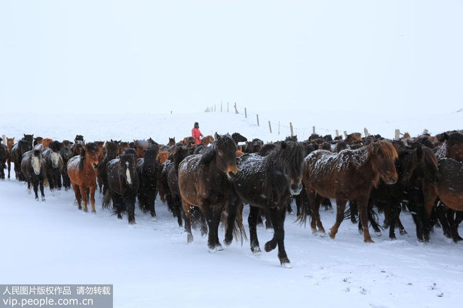 Yaks scout for grass on snow-covered Gansu ranch