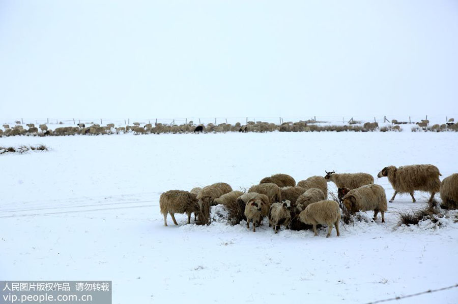 Yaks scout for grass on snow-covered Gansu ranch