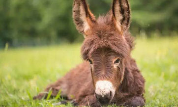 Advanced genetic technologies needed to satisfy Chinese demand for donkey hide: experts