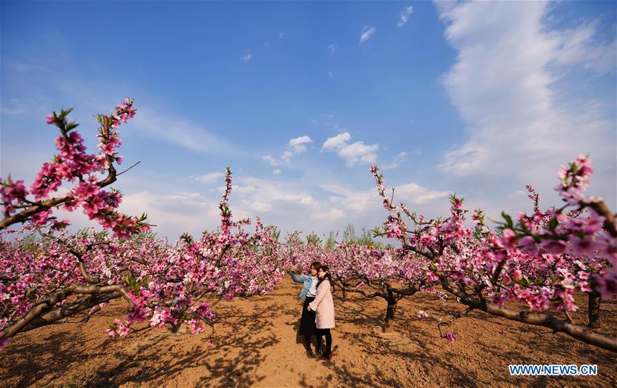 Peach blossoms in Langfang, north China's Hebei