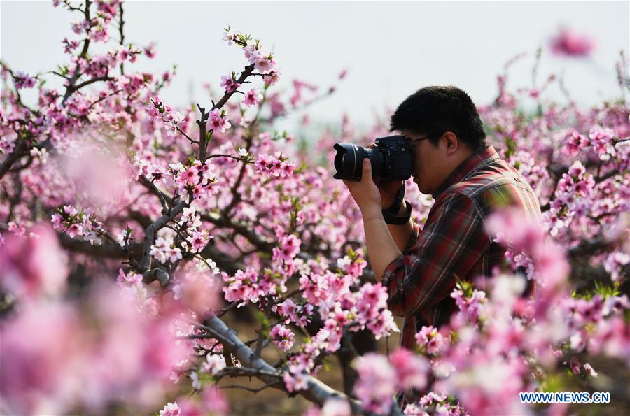 Peach blossoms in Langfang, north China's Hebei