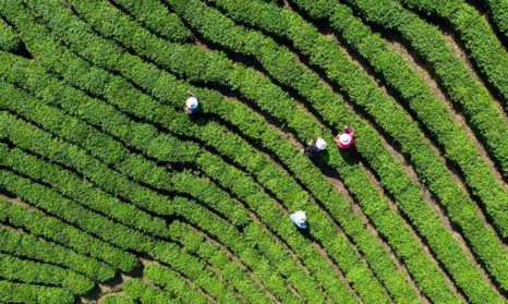 Tea garden in central China's Henan 