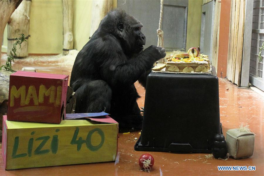 Budapest Zoo's oldest female gorilla celebrates 40th birthday