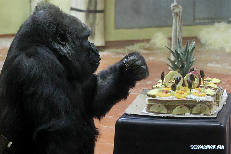 Budapest Zoo's oldest female gorilla celebrates 40th birthday
