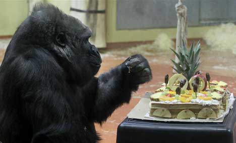 Budapest Zoo's oldest gorilla celebrates 40th birthday