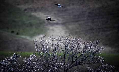 Apricots in full bloom attract tourists to 'Apricot Valley'