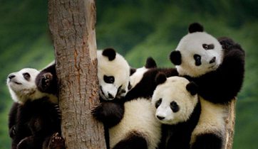 China builds panda-themed library