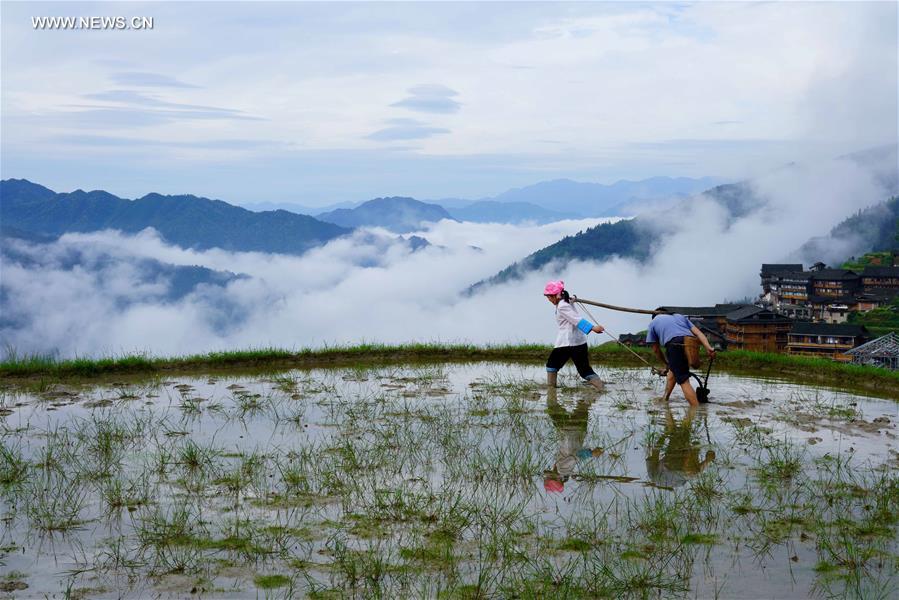 Terraces shrouded by clouds in south China's Guangxi