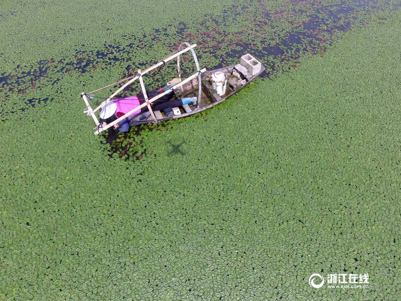 For 10 hours, farmers laboriously reap floating harvest