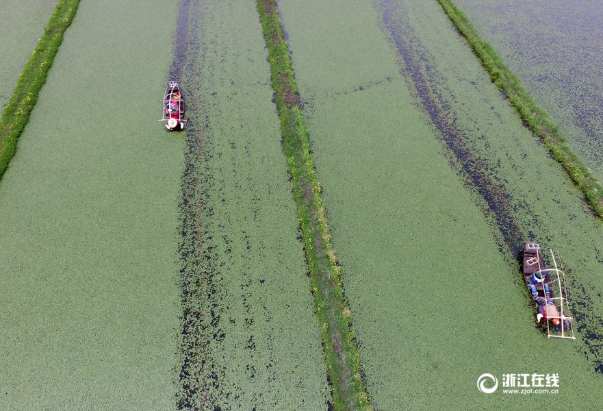 For 10 hours, farmers laboriously reap floating harvest