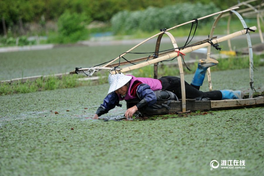 For 10 hours, farmers laboriously reap floating harvest