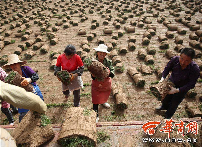 Villagers harvest turf in Xi'an