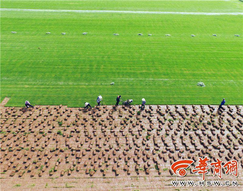 Villagers harvest turf in Xi'an