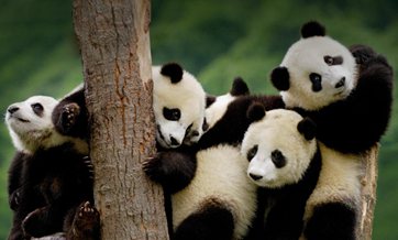 World's first instance of captive &wild panda mating completed in China