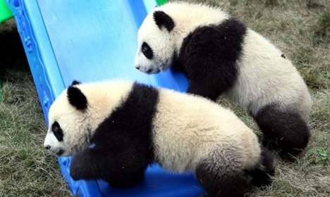 Pigeon pair giant panda cubs get names