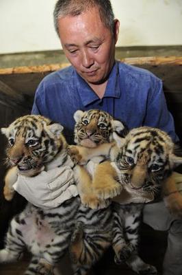 China breeding center sees Siberian tiger baby boom